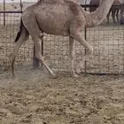 بكره شقحا طيبه