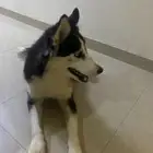 كلب هاسكي اليف ويسمع الكلام السعر 500