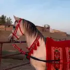 حصان