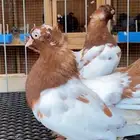 (( زوج كرنقو وايت سايد مميز ))