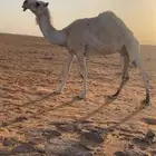 لقحه رمانيه