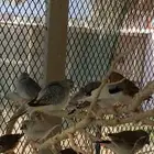زيبرا طفرات متنوعه