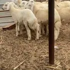طليان ذبايح