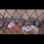 زغاليل