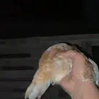 دجاج للبيع
