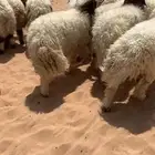 بهم 19 جبر وطيب