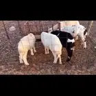 خرفان للبيع