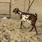 معزا للبيع