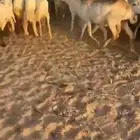 للبيع غنم حريات