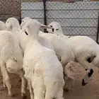6 خرفان ورخل مقفله شحم