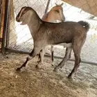 تيس هجين وعل ونتاجه الي يبي لنتاج والي يبي البو كلها للبيع
