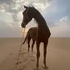 حصان للبيع