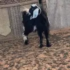 تيس للبيع