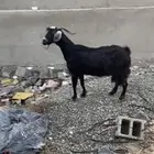 عنز دافع ع السو نار شرط