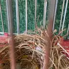 جوزين كناري سوري