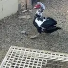 ذكر بط مصري