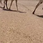 شقحا نادره