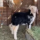 رخال نجد طيبات
