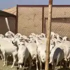 25ضان صفر برص دفيع