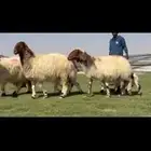 للبيع شياه نعيم متابيع طيبه