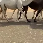 ابل 2 القحات 2 ضرايب كفو كلها