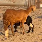 للبيع نعجه