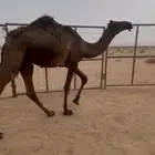 للبيع قعود