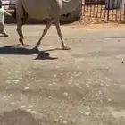 للبيع الشقحا الكفوو اللقحه ع رماني كفووو السن سديس القصيم