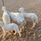 غنم حريات متابيع ودافع