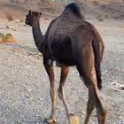 بكرة سمين