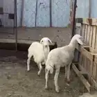 رخال حريه