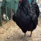 ديك الأسترلوب