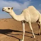 الناقه لقحه أم خامس باقي عن ولادتها 45 يوم سليمة العيوب