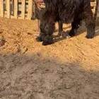 جذع عارضي فاخر