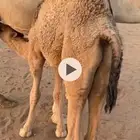 قعود عمره اربع شهور وزياده