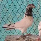 جوز حمام باكستاني