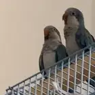 كويكر انثى وذكر للبيع