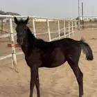 فرس مع مهرها