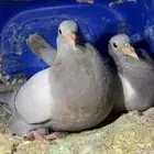 مطلوب زغليل للبيع