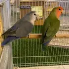 محميه طيور للبيع