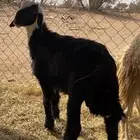 طلي طيب وشعره طيب