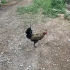 ديك براهما