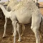 قعدان للبيع
