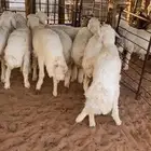 طليان