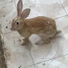 ارنب ذكر عمره 3 شهور