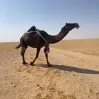 لقحه طيبه