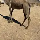 ناقه حايل للبيع