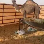 بكره العمر 7 شهور فل شحم حليب وعشب