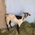 عدد  3ماعز