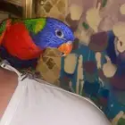 ببغاء لوري متكلم